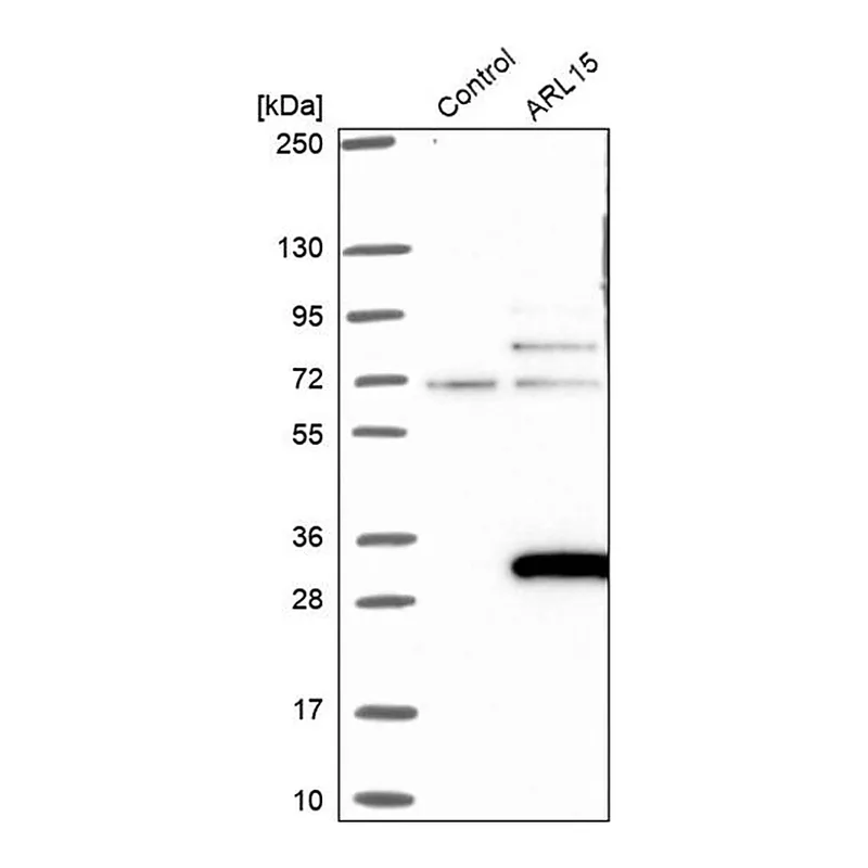 Merck Anti-ARL15 antibody produced in rabbit