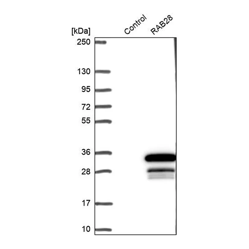 Merck Anti-RAB28 antibody produced in rabbit