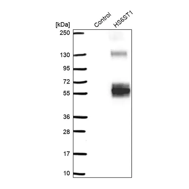 Merck Anti-HS6ST1 antibody produced in rabbit