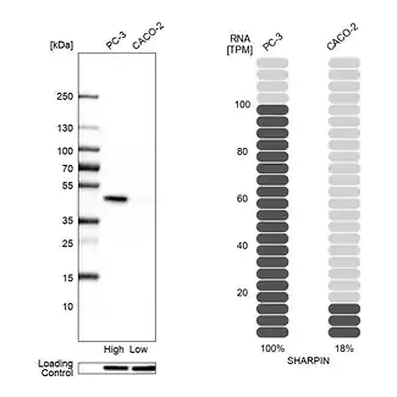 Merck Anti-SHARPIN antibody produced in rabbit