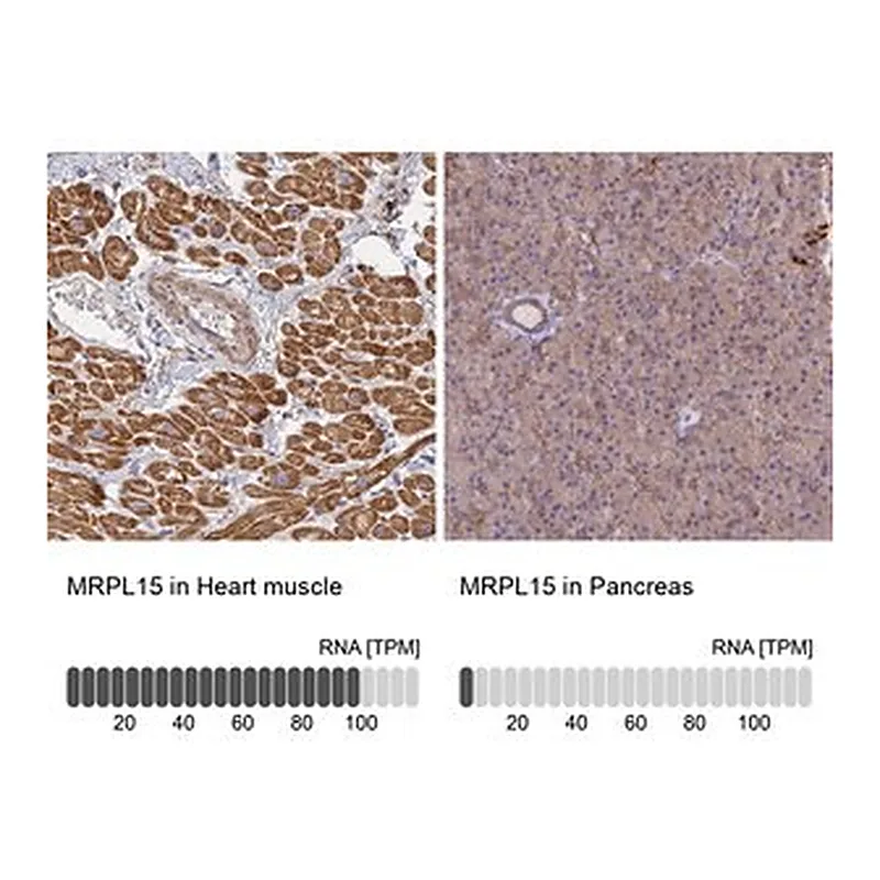 Merck Anti-MRPL15 antibody produced in rabbit