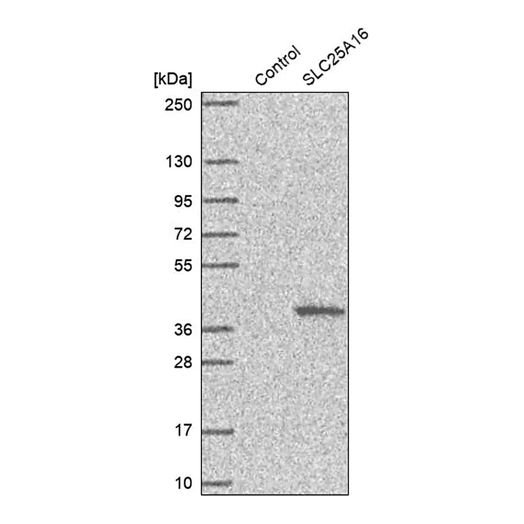 Merck Anti-SLC25A16 antibody produced in rabbit