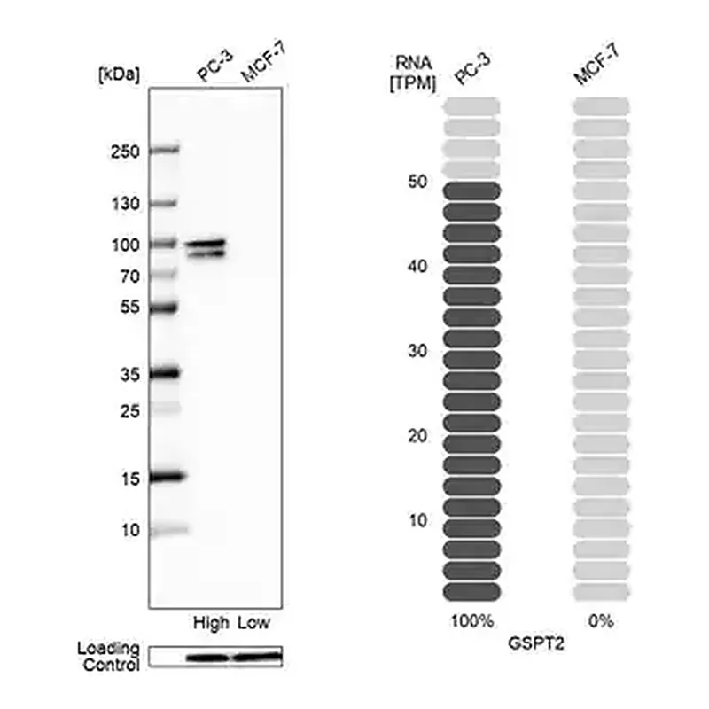 Merck Anti-GSPT2 antibody produced in rabbit
