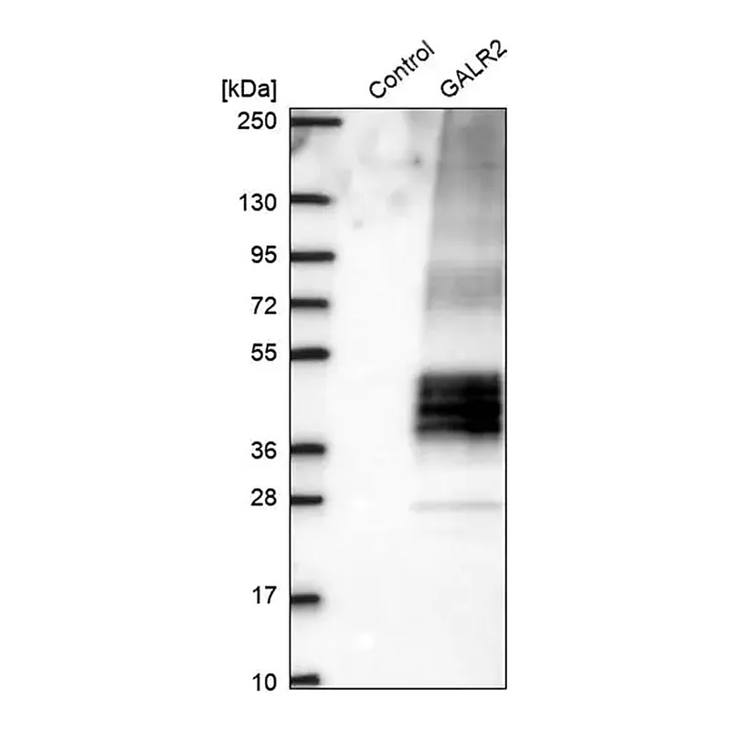 Merck Anti-GALR2 antibody produced in rabbit