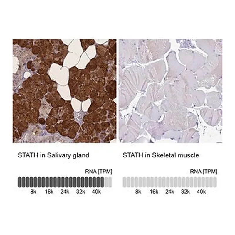 Merck Anti-STATH antibody produced in rabbit