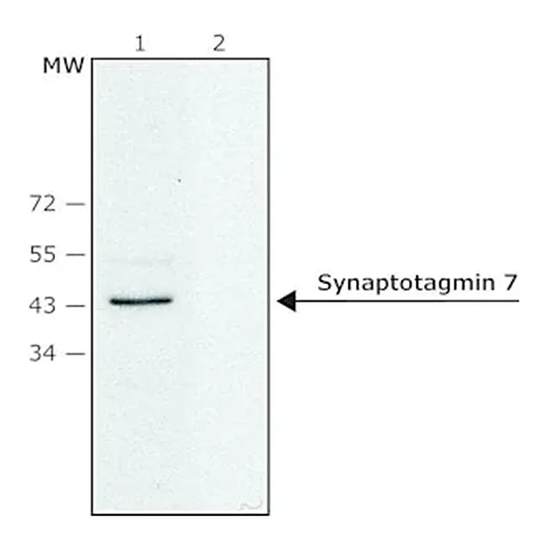 Merck Anti-Synaptotagmin 7 (C-terminal) antibody produced in rabbit