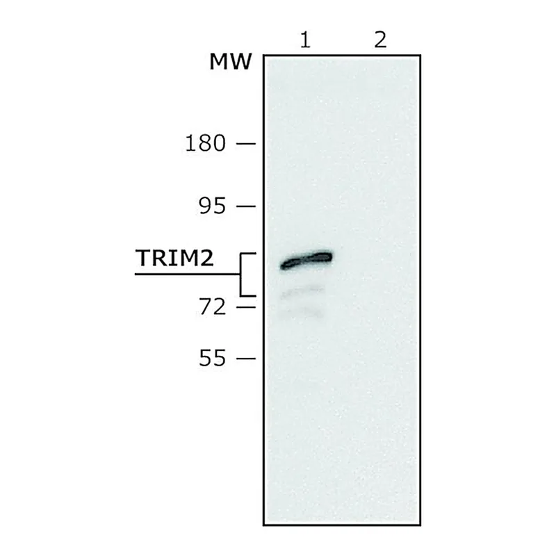Merck Anti-TRIM2 (C-terminal region) antibody produced in rabbit
