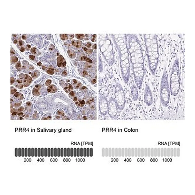 Merck Anti-PRR4 antibody produced in rabbit