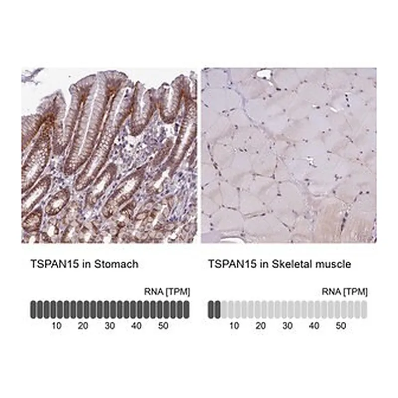 Merck Anti-TSPAN15 antibody produced in rabbit