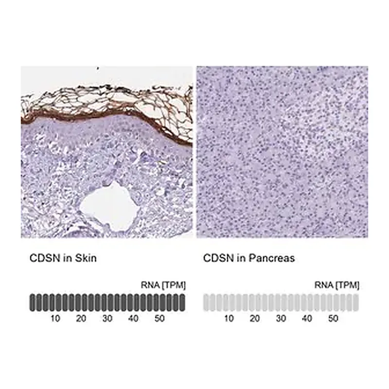 Merck Anti-CDSN antibody produced in rabbit