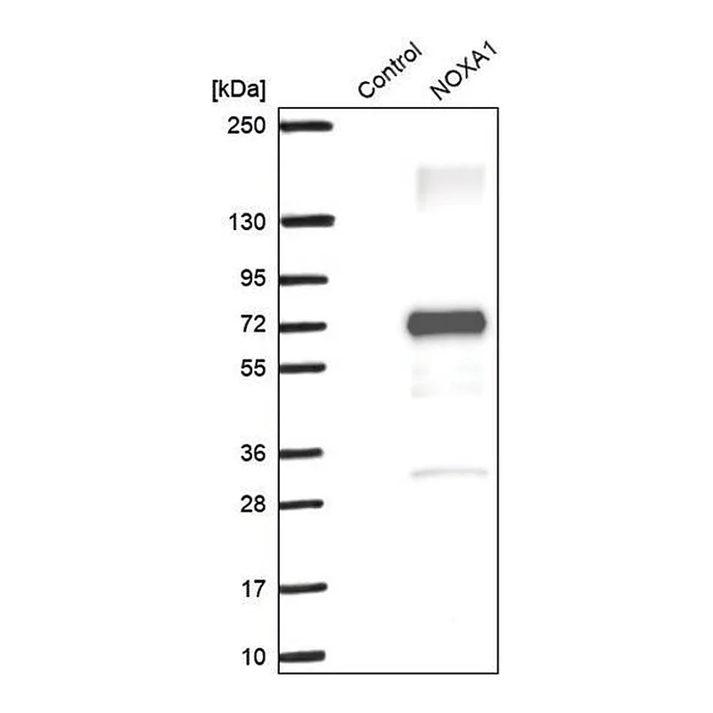 Merck Anti-NOXA1 antibody produced in rabbit