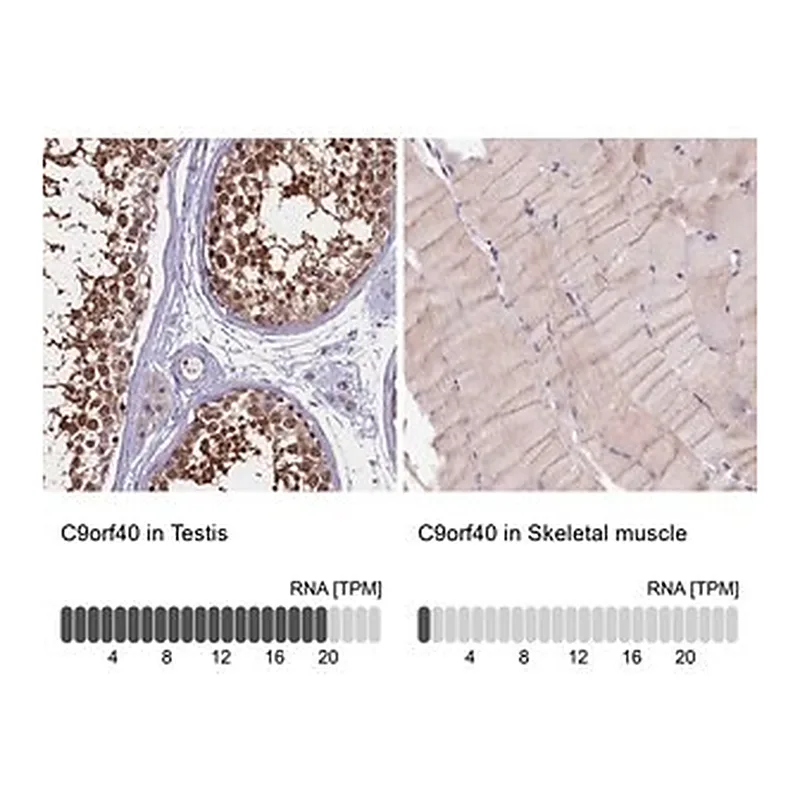 Merck Anti-C9orf40 antibody produced in rabbit