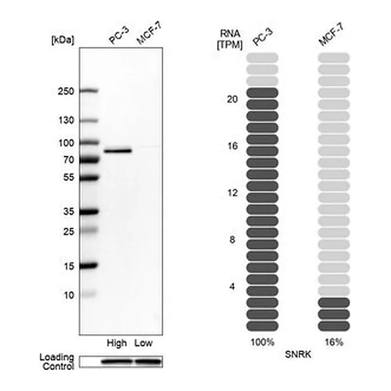 Merck Anti-SNRK antibody produced in rabbit