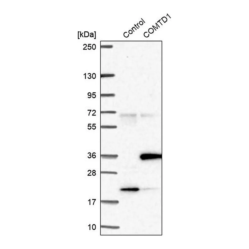 Merck Anti-COMTD1 antibody produced in rabbit