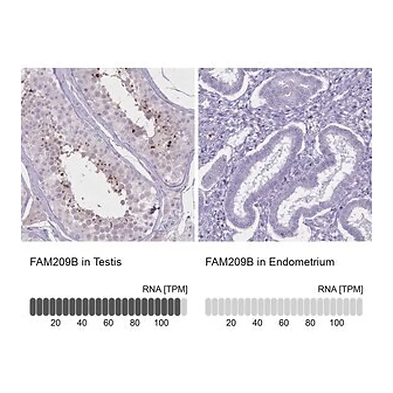 Merck Anti-FAM209B antibody produced in rabbit