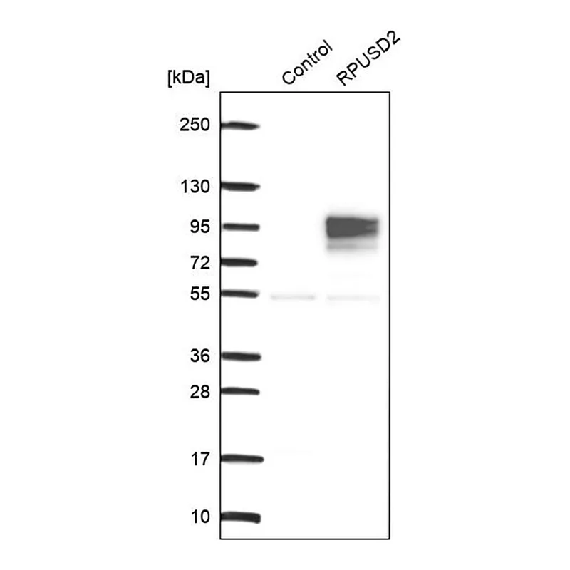 Merck Anti-RPUSD2 antibody produced in rabbit