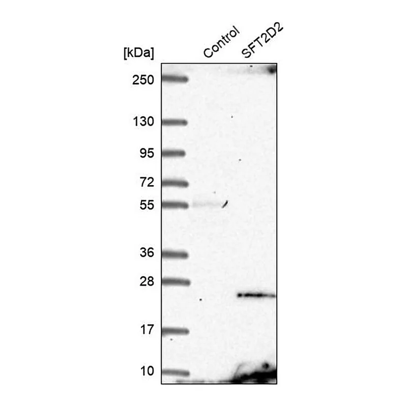 Merck Anti-SFT2D2 antibody produced in rabbit