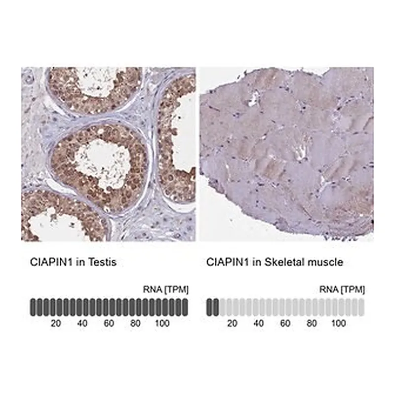 Merck Anti-CIAPIN1 antibody produced in rabbit