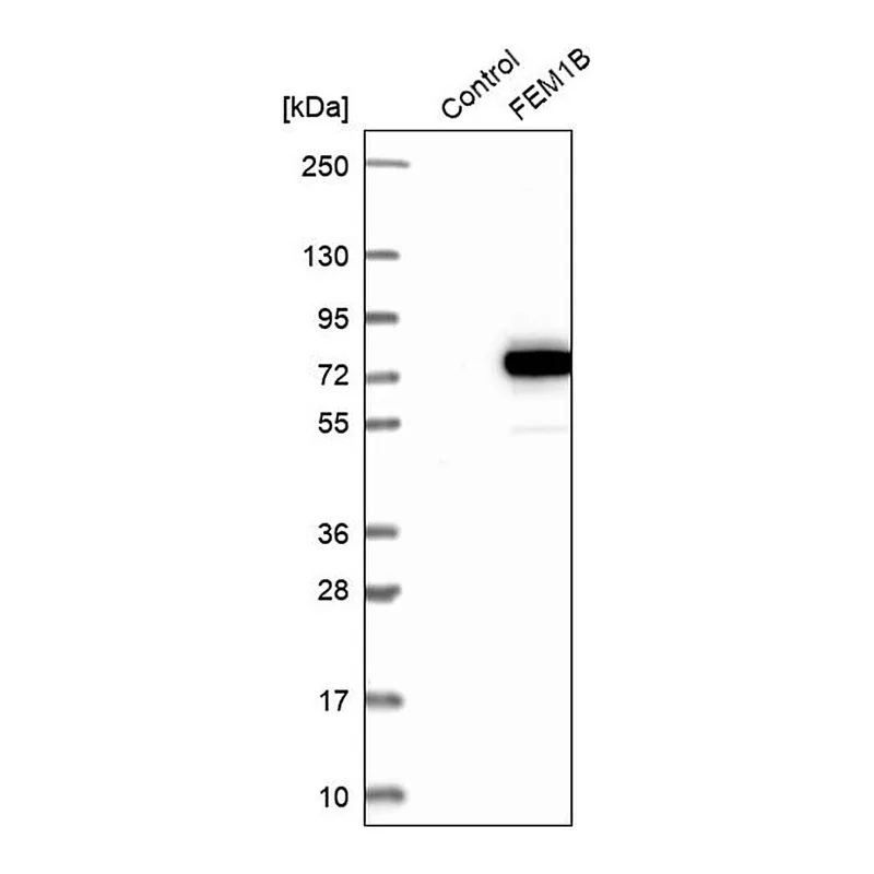 Merck Anti-FEM1B antibody produced in rabbit