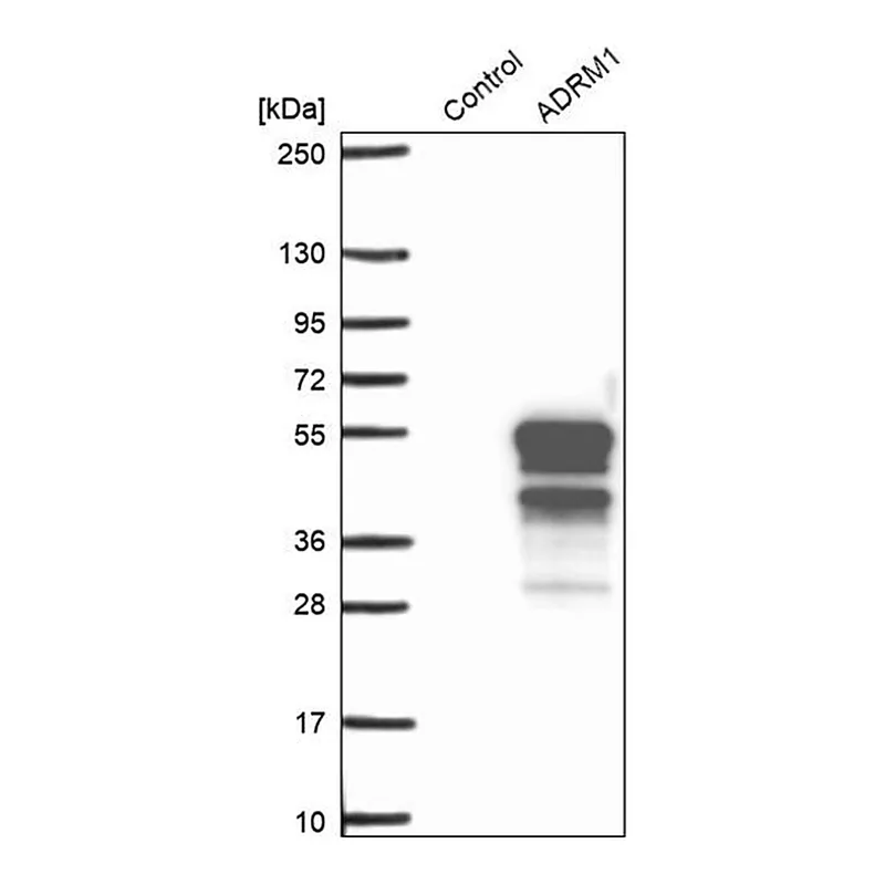 Merck Anti-ADRM1 antibody produced in rabbit