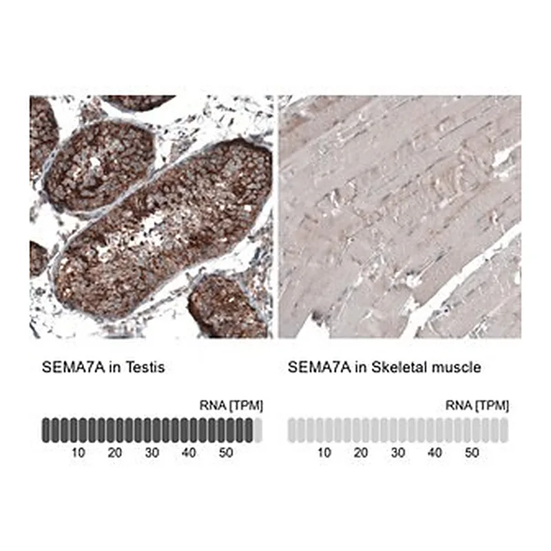 Merck Anti-SEMA7A antibody produced in rabbit