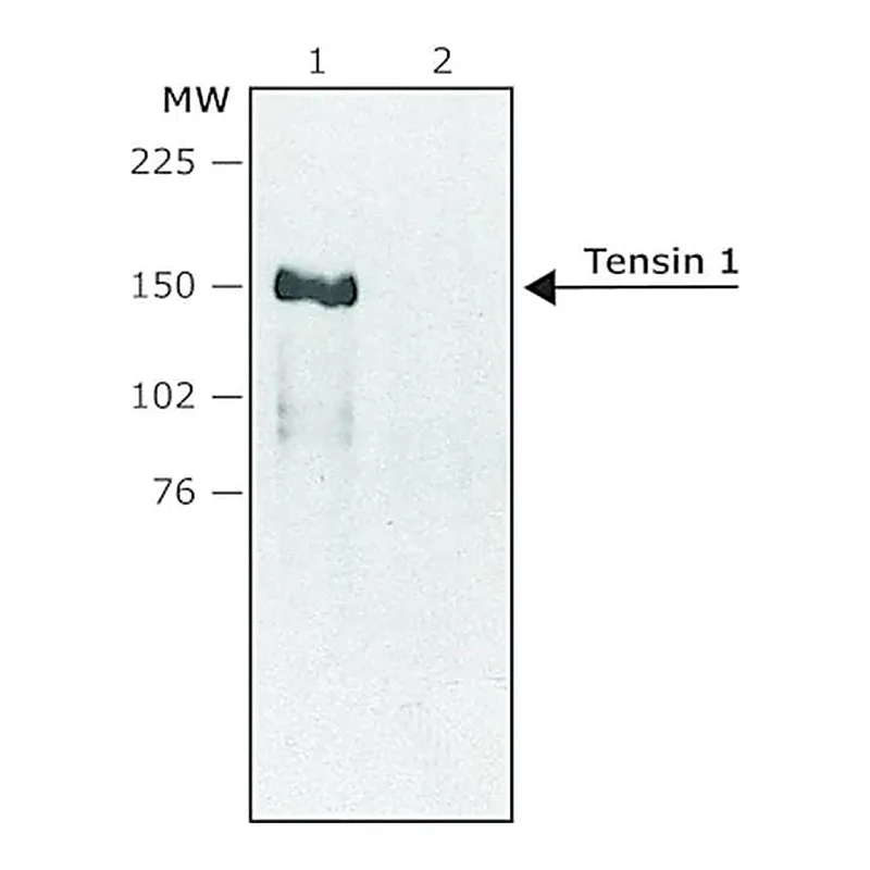 Merck Anti-Tensin 1 (internal) antibody produced in rabbit