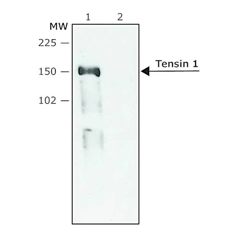 Merck Anti-Tensin 1 (C-terminal region) antibody produced in rabbit