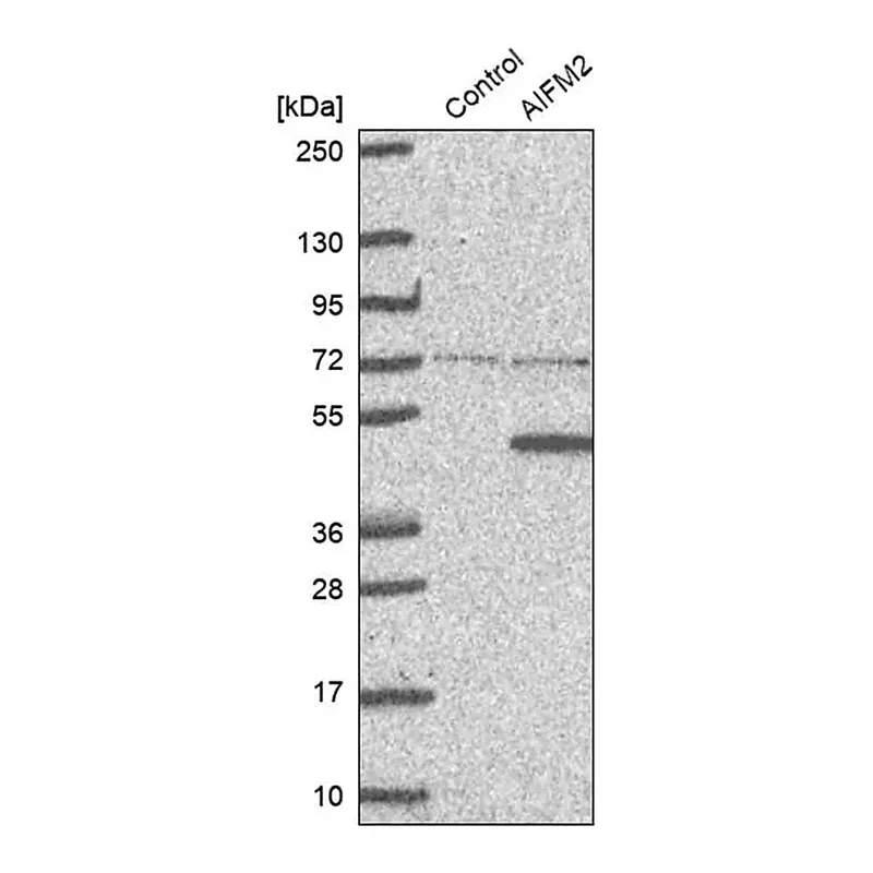 Merck Anti-AIFM2 antibody produced in rabbit