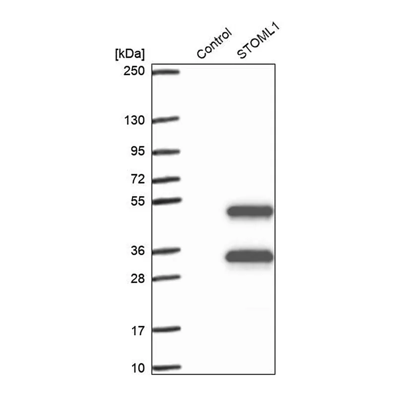 Merck Anti-STOML1 antibody produced in rabbit