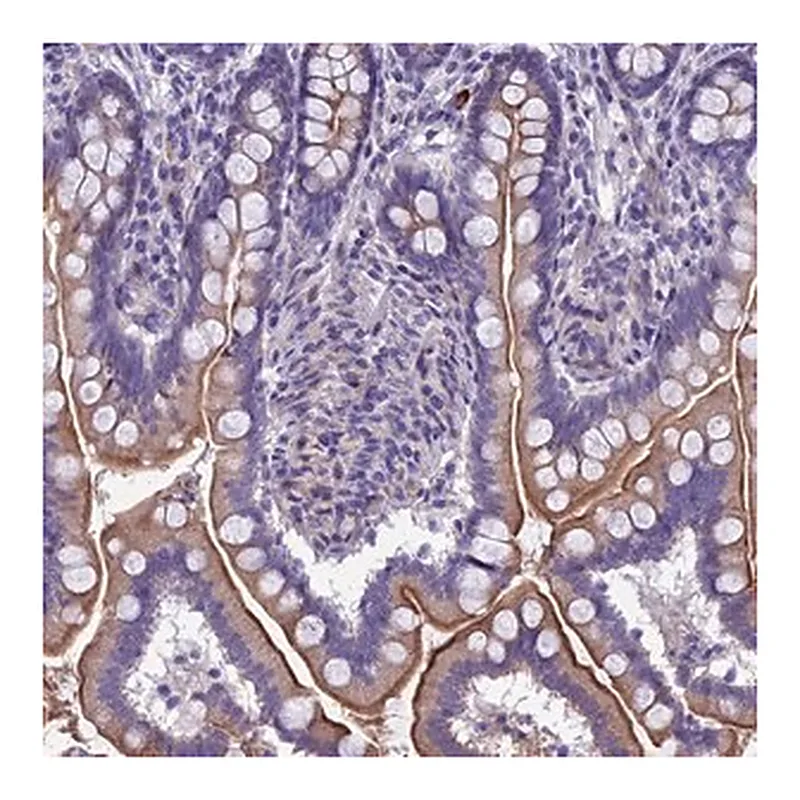 Merck Anti-TMEM171 antibody produced in rabbit