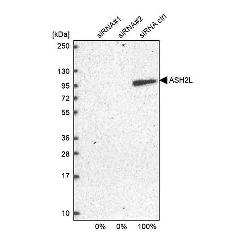 Merck Anti-ASH2L antibody produced in rabbit