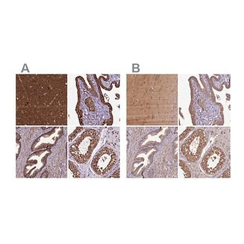 Merck Anti-KLC2 antibody produced in rabbit