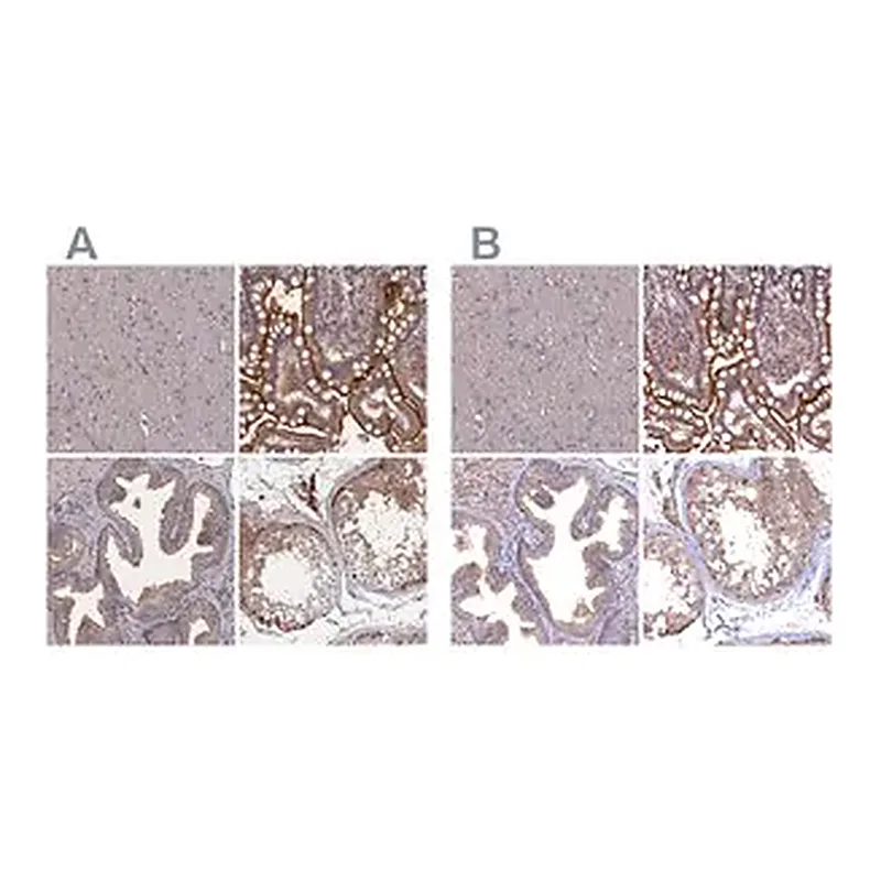 Merck Anti-TMC5 antibody produced in rabbit