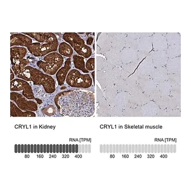 Merck Anti-CRYL1 antibody produced in rabbit