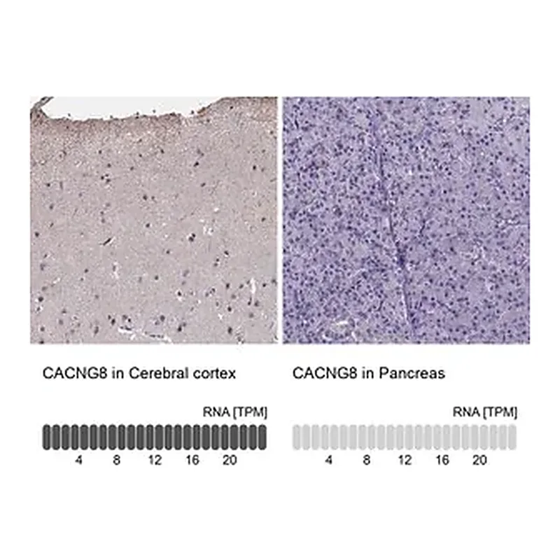 Merck Anti-CACNG8 antibody produced in rabbit