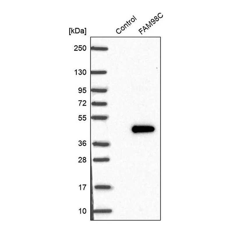 Merck Anti-FAM98C antibody produced in rabbit