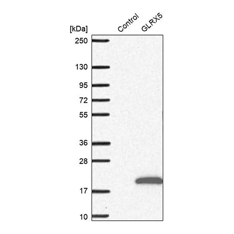 Merck Anti-GLRX5 antibody produced in rabbit