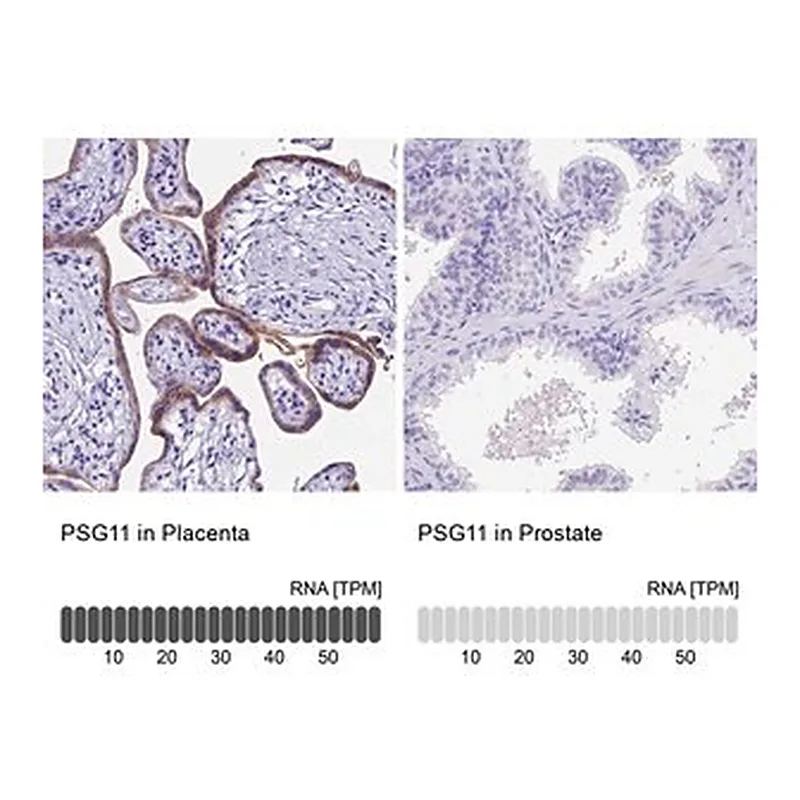 Merck Anti-PSG11 antibody produced in rabbit