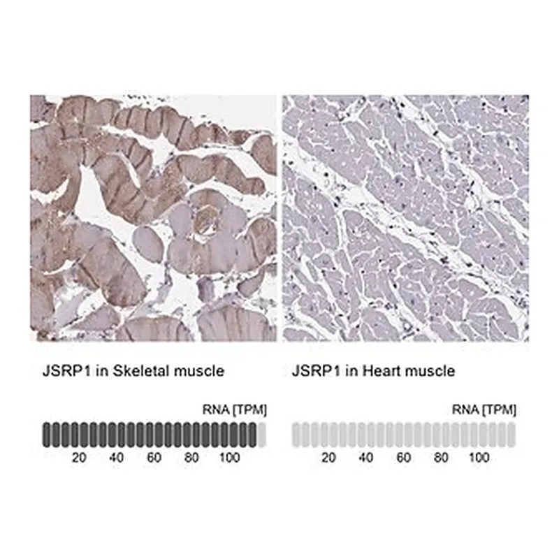 Merck Anti-JSRP1 antibody produced in rabbit
