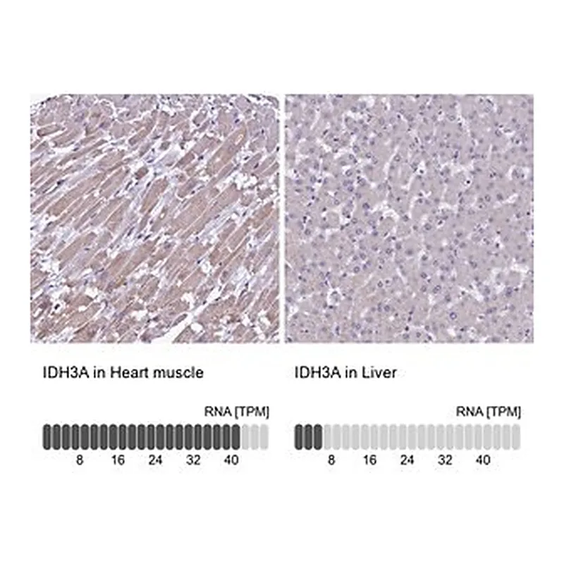 Merck Anti-IDH3A antibody produced in rabbit