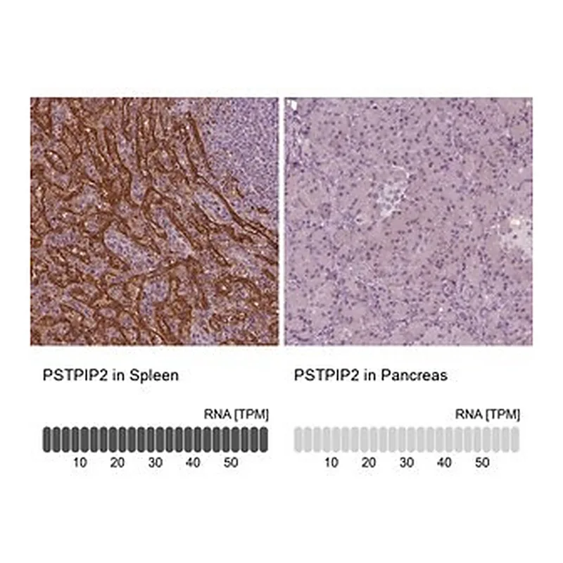 Merck Anti-PSTPIP2 antibody produced in rabbit