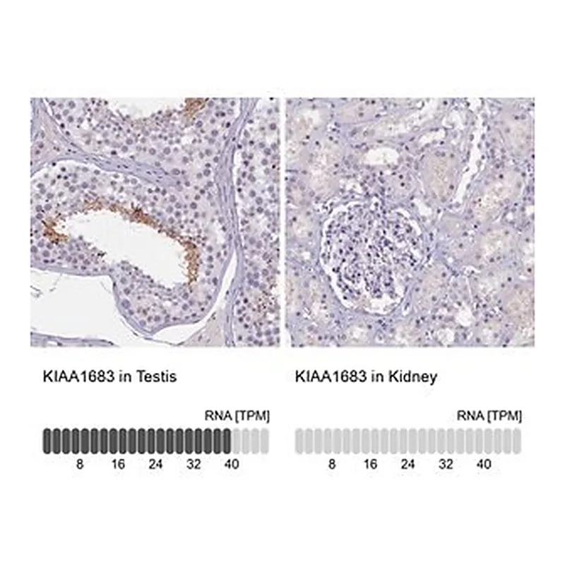 Merck Anti-KIAA1683 antibody produced in rabbit