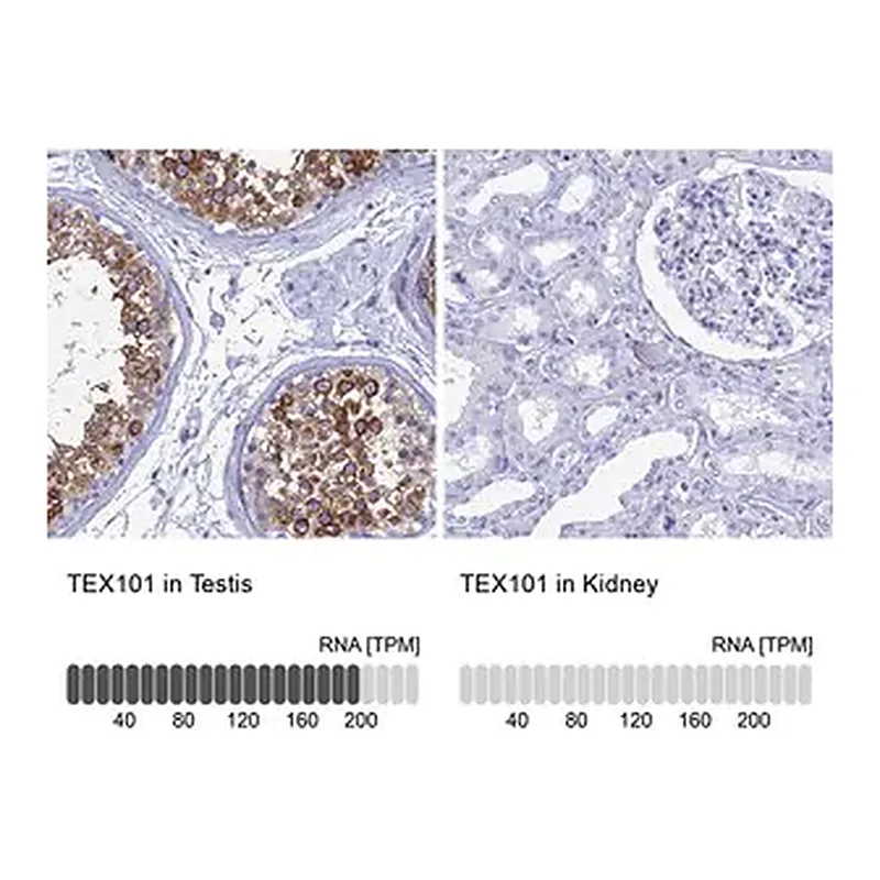 Merck Anti-TEX101 antibody produced in rabbit