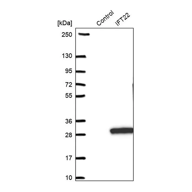 Merck Anti-IFT22 antibody produced in rabbit