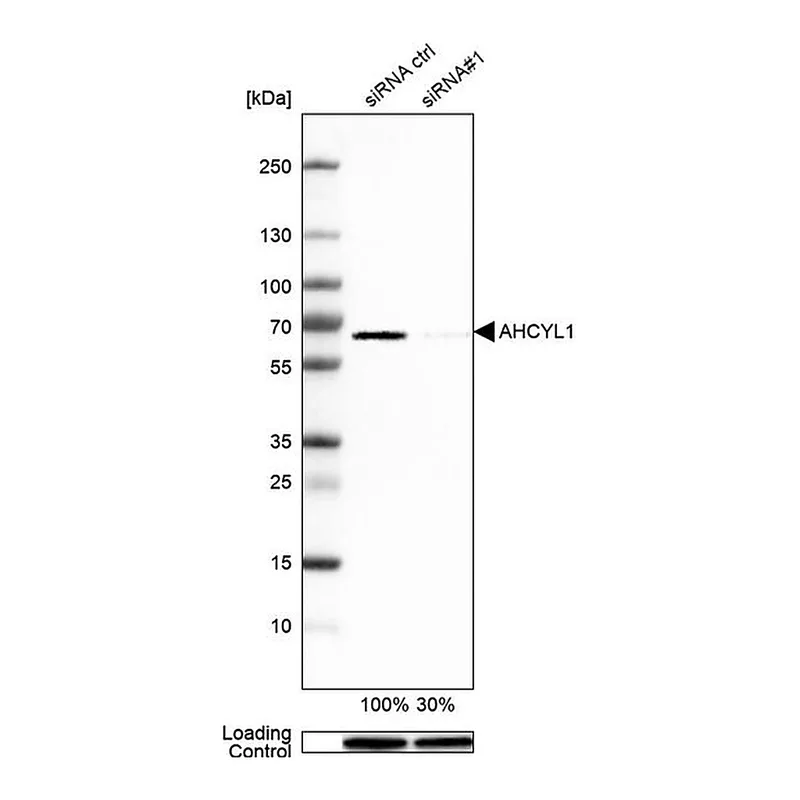 Merck Anti-AHCYL1 antibody produced in rabbit