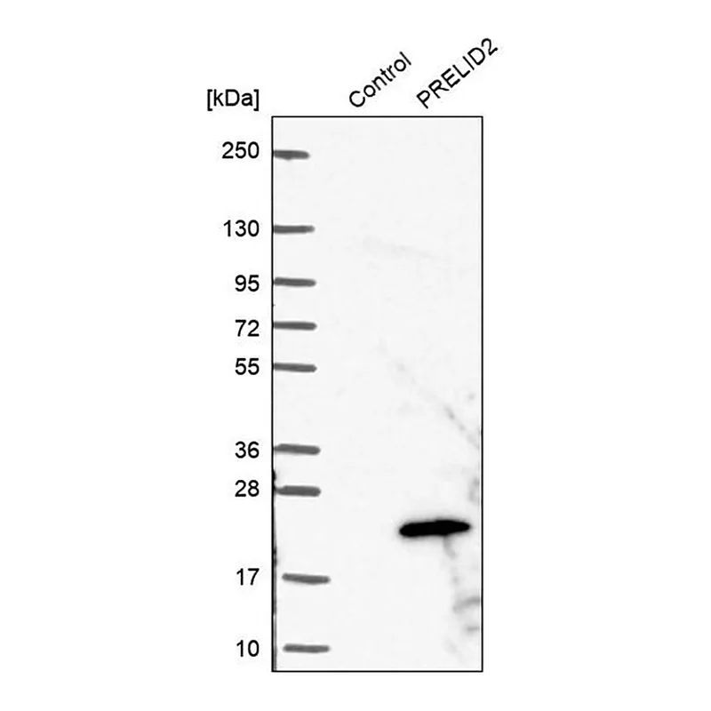 Merck Anti-PRELID2 antibody produced in rabbit