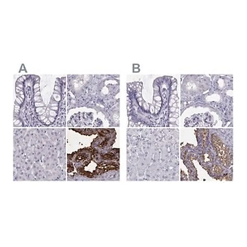 Merck Anti-SEMG1 antibody produced in rabbit
