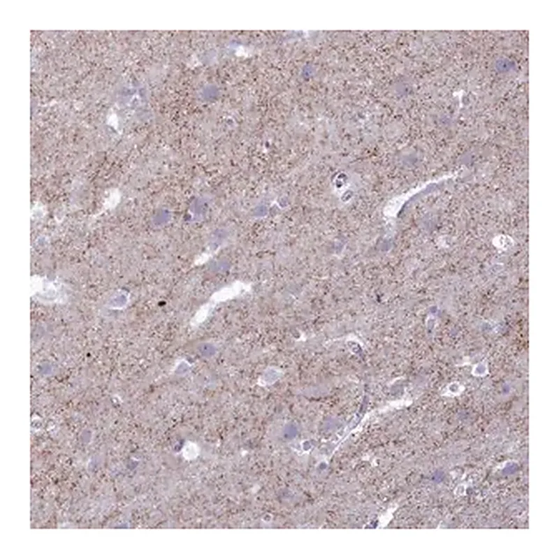 Merck Anti-GAD2 antibody produced in rabbit