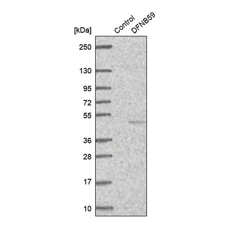 Merck Anti-DFNB59 antibody produced in rabbit