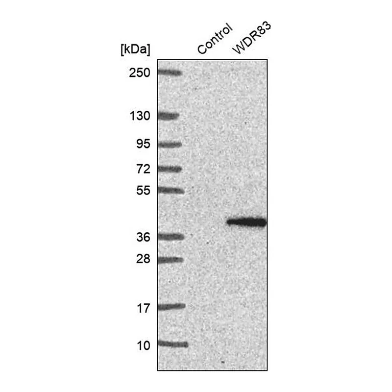 Merck Anti-WDR83 antibody produced in rabbit